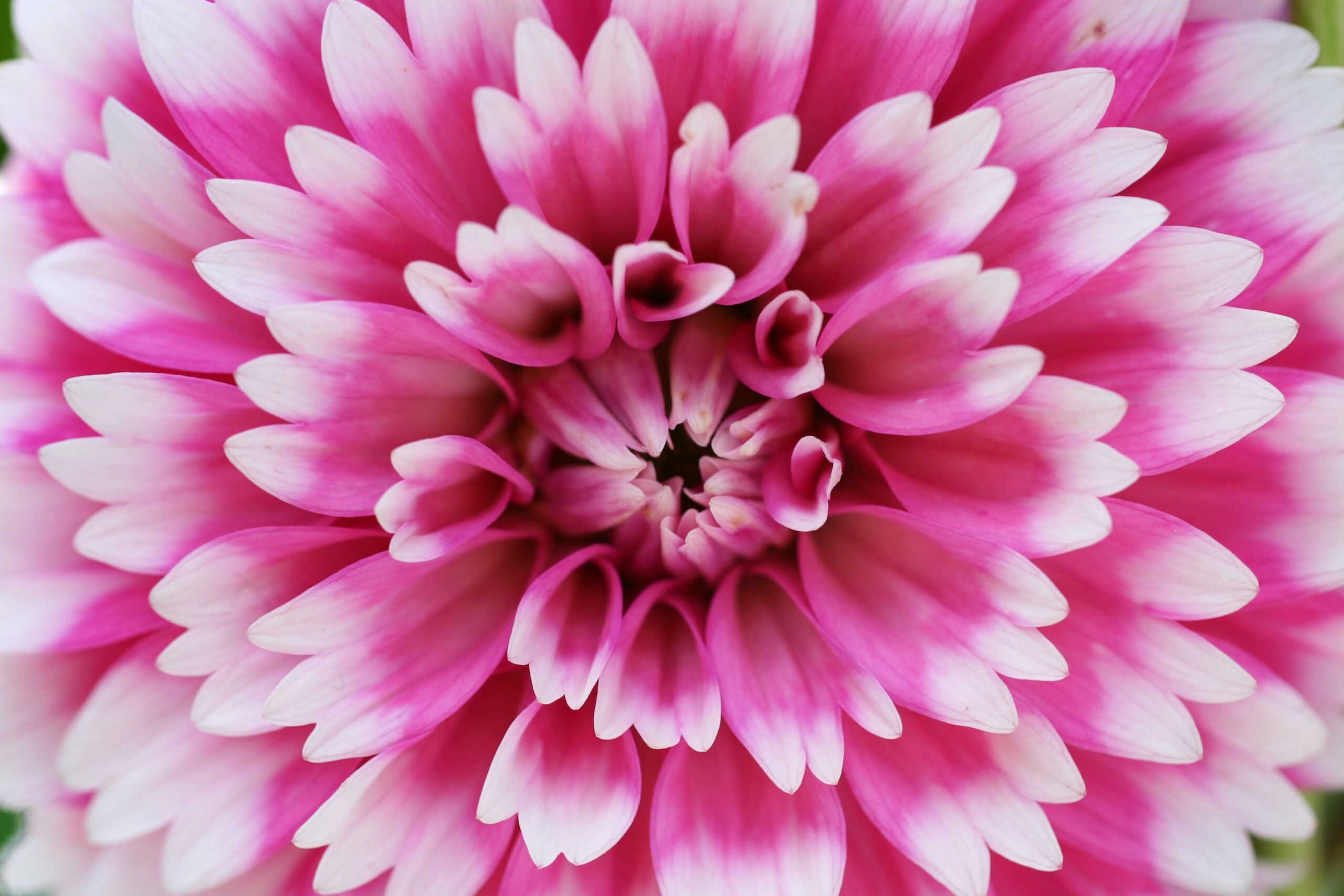 Centro de una flor