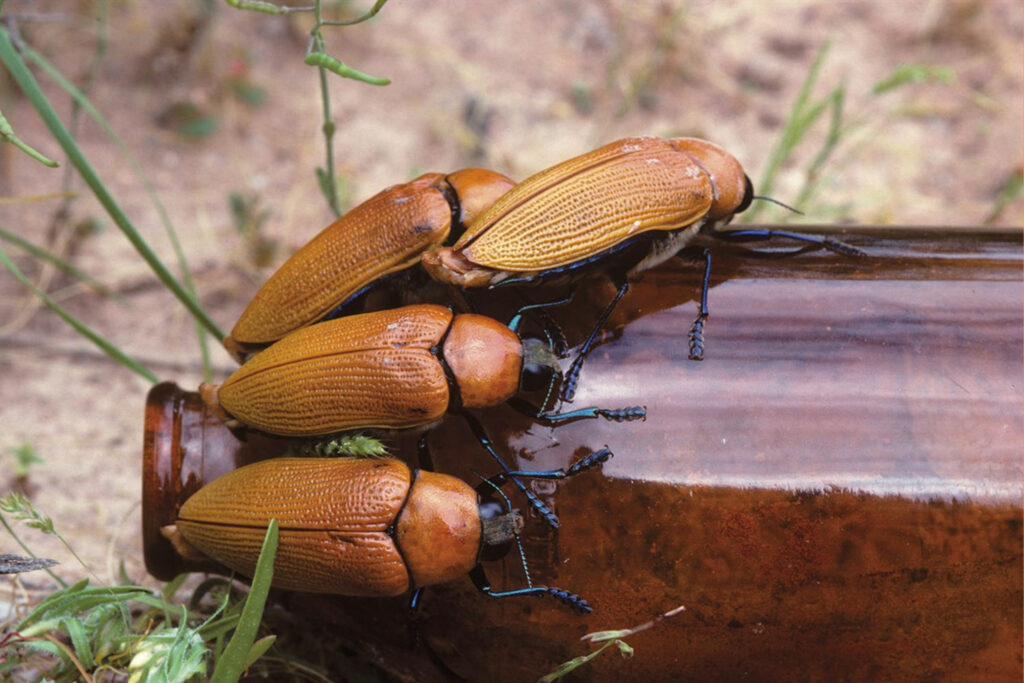 Escarabajos australianos en peligro de extinción.